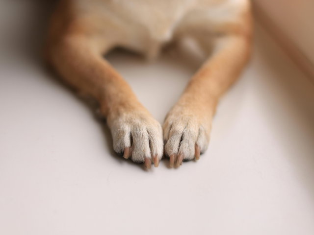 犬 肉球クリーム 嫌がる 塗り方 対策 おすすめ 商品
