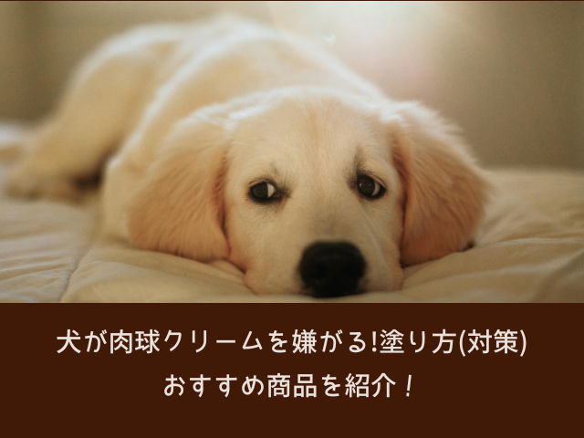 犬 肉球クリーム 嫌がる 塗り方 対策 おすすめ 商品